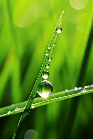 雨天小草上的水珠嫩叶摄影图