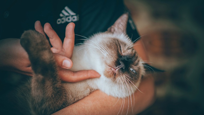 可爱猫咪猫猫摄影素材
