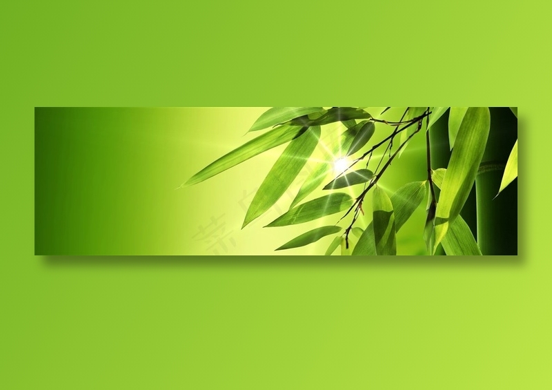 透过阳光的竹子