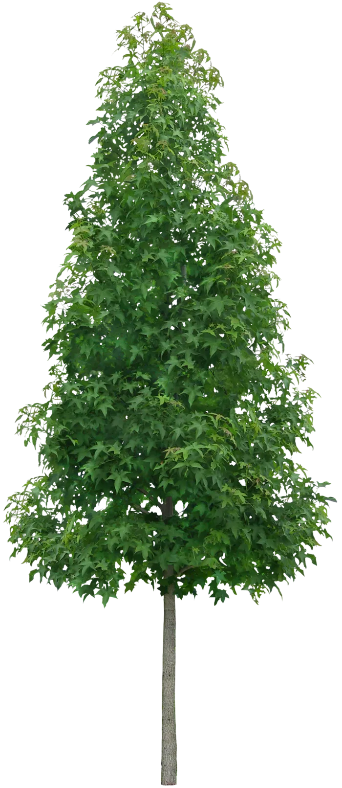 高清树木素材 免抠PSD植物素材 美术绘画园林贴图 树草灌木花草