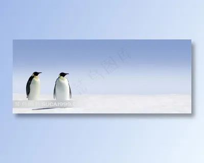 雪地上站着的两只企鹅动物摄影高清图片
