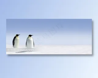 雪地上站着的两只企鹅动物摄影高清图片