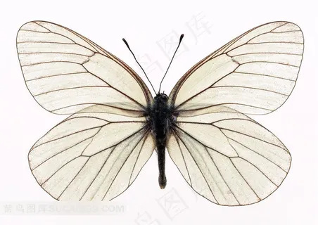 白色线条展翅蝴蝶标本