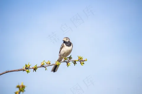 鹡鸰鸟枝杈坐动物野生动物 鹡鸰鸟枝杈坐动物野生动物