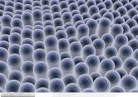 化学显微镜-排列整齐的细胞