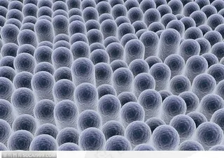 化学显微镜-排列整齐的细胞