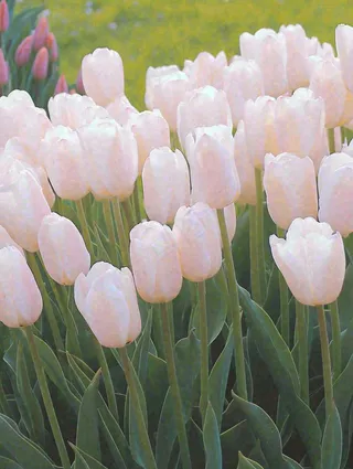 春天粉色郁金香花海绿叶温馨阳光，春分摄影图