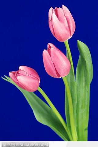 三朵粉红郁金香