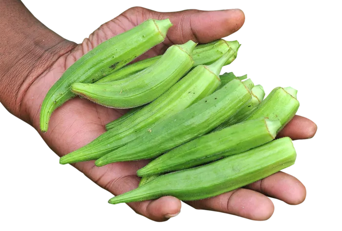 秋葵蔬菜绿色