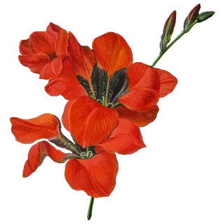 复古油画质感宫廷花卉植物花朵鲜花拼贴图案PNG免抠图片设计素材