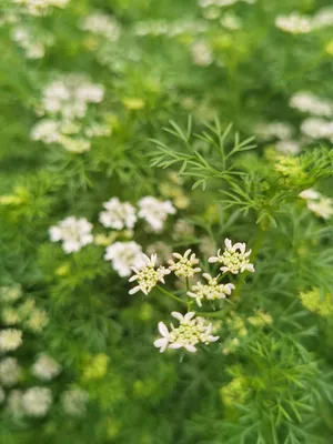 蛇床草图片