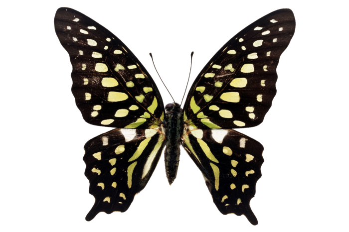 蝴蝶 彩蝶 花蝴蝶 动物 昆虫 免抠 (29)