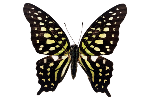 蝴蝶 彩蝶 花蝴蝶 动物 昆虫 免抠 (29)