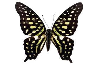 蝴蝶 彩蝶 花蝴蝶 动物 昆虫 免抠 (29)