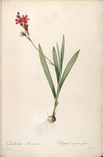 雷杜德原版高清唯美水彩花卉复古插画