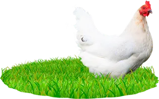 母鸡养殖素材现代农业