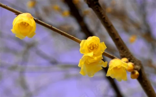 梅花腊梅枝条 梅花腊梅枝条