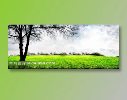 广阔绿色草地上的一颗树