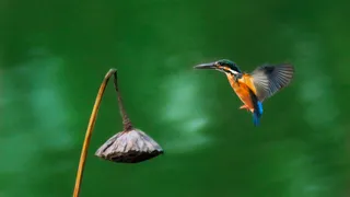 凑近枯莲蓬的一只翠鸟鸟元素