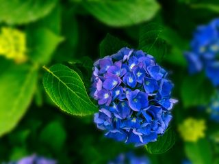高清蓝色绣球花摄影图片