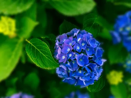 高清蓝色绣球花摄影图片 高清蓝色绣球花摄影图片