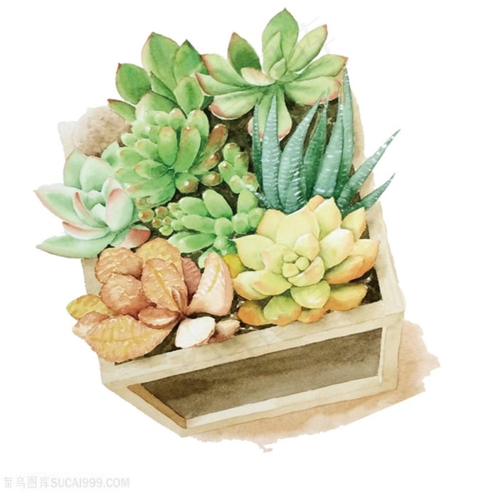 高清多肉植物图片