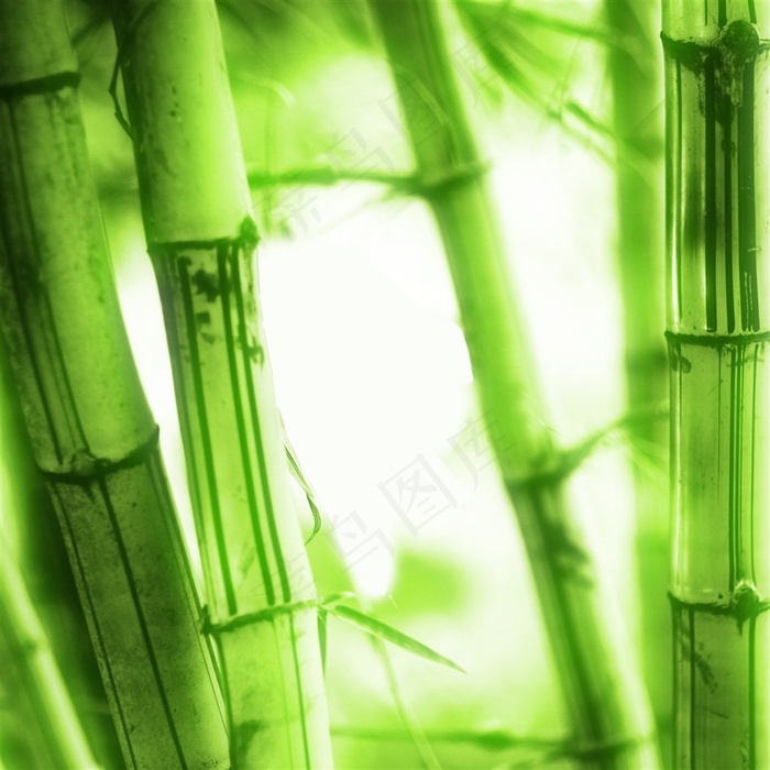 竹子特写图片素材