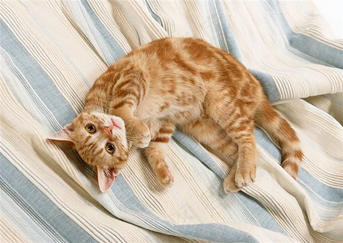 猫家猫图片素材