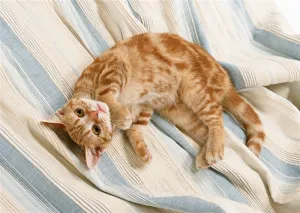 猫家猫图片素材