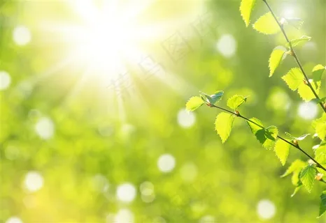阳光照耀的绿色枝叶高清图片 阳光照耀的绿色枝叶高清图片