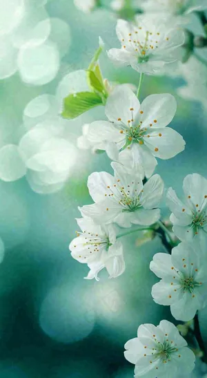 春天清新白色樱花浪漫花瓣枝叶，立春摄影图