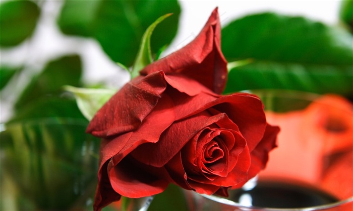 特写玫瑰高清图