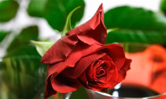 特写玫瑰高清图