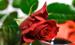 特写玫瑰高清图