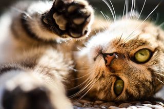 可爱猫咪 动物 素材 奶萌 (107)