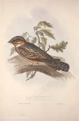 欧洲鸟水彩竖版插画