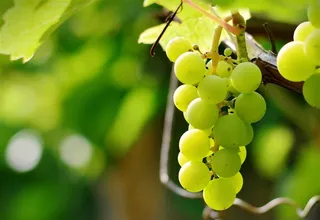 果园里的有机葡萄