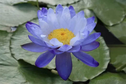 唯美蓝莲花鲜花图片 唯美蓝莲花鲜花图片