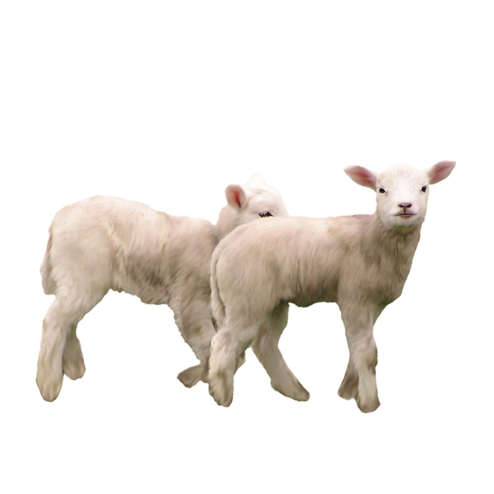 免抠绵羊实物摄影图片
