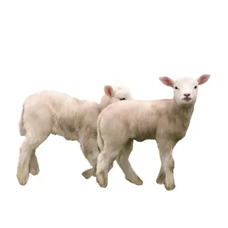 免抠绵羊实物摄影图片