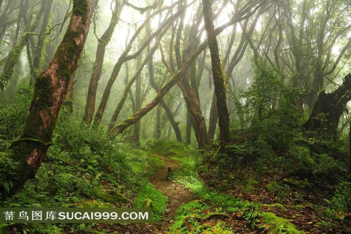 丛林系列 - 枝繁叶茂的幽静丛林
