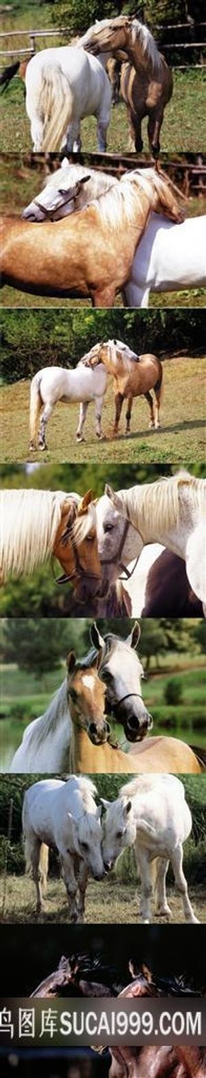 情侣马特写壁纸素材