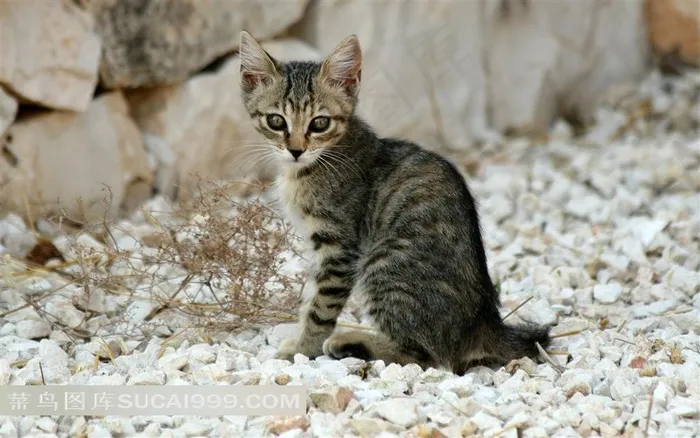 砂石上的小猫素材