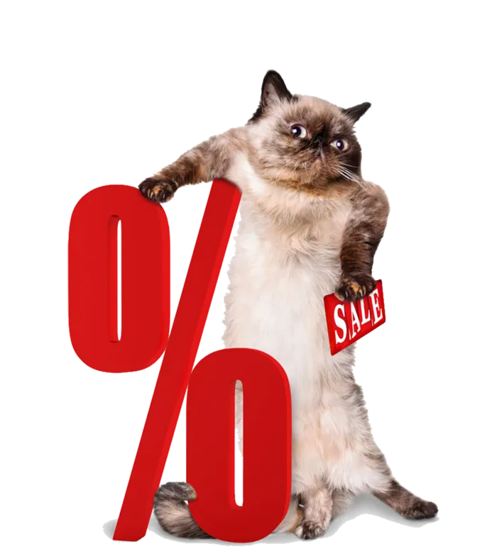 站立的猫咪素材