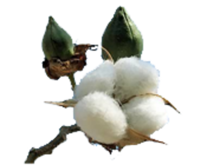 棉花现代农业