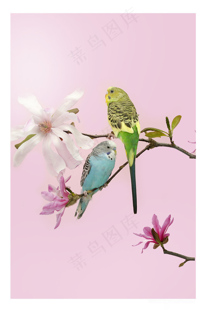 唯美手绘兰花鹦鹉风景画