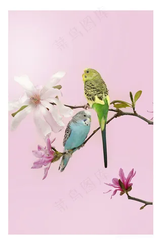 唯美手绘兰花鹦鹉风景画