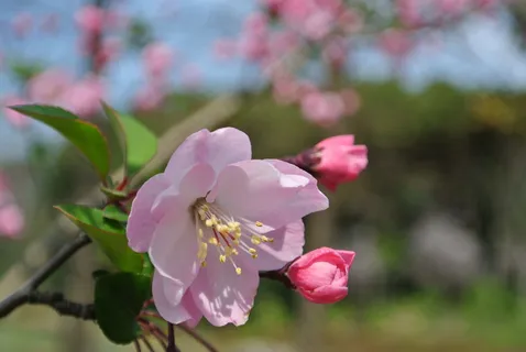 淡雅海棠花图片 淡雅海棠花图片
