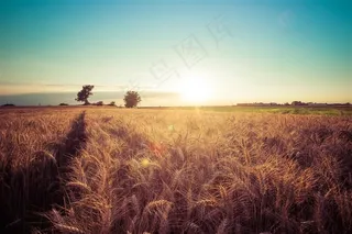 黄昏中的麦田高清图片