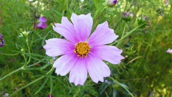 波斯菊花朵图片 波斯菊花朵图片